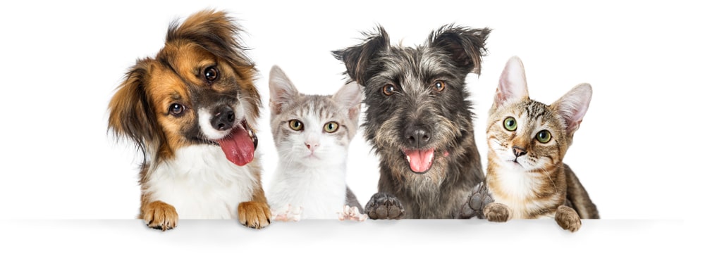 Multiple Pet Insurance