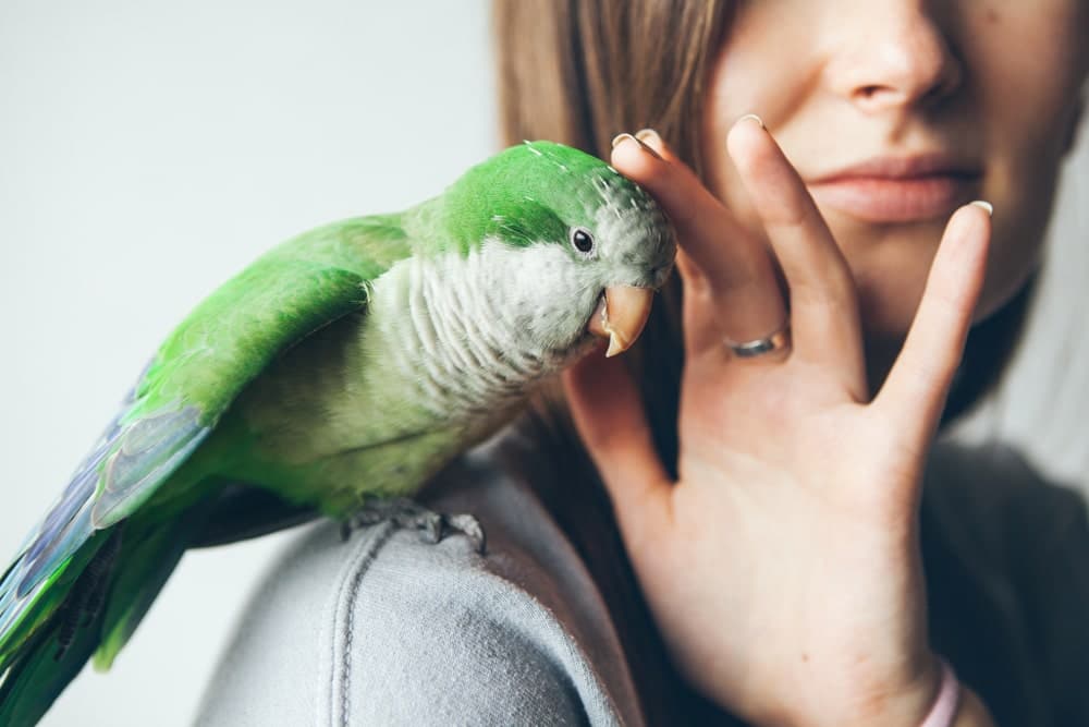 Pet bird insurance