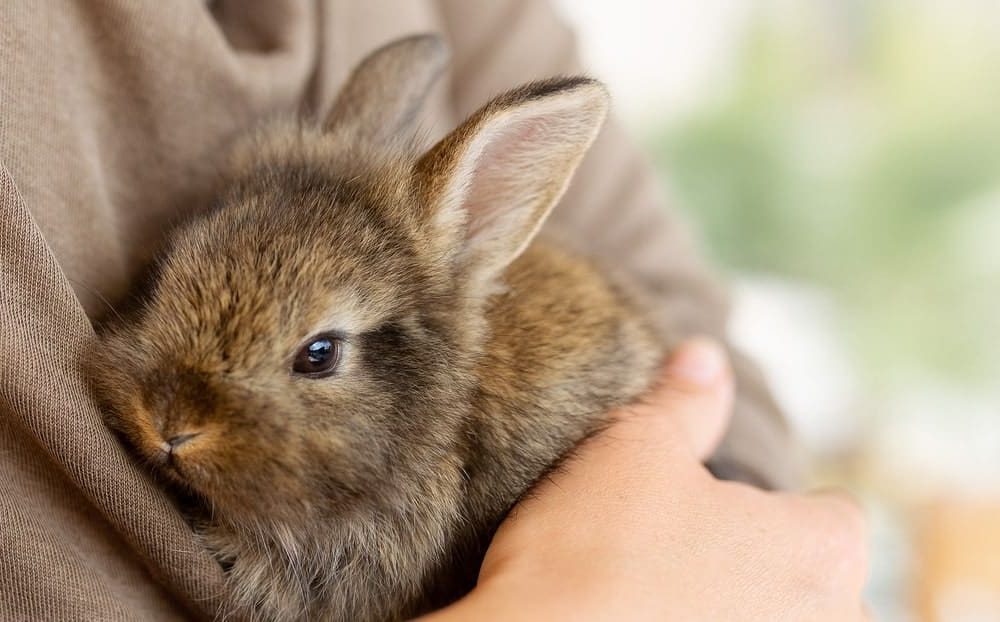 Pet rabbit insurance