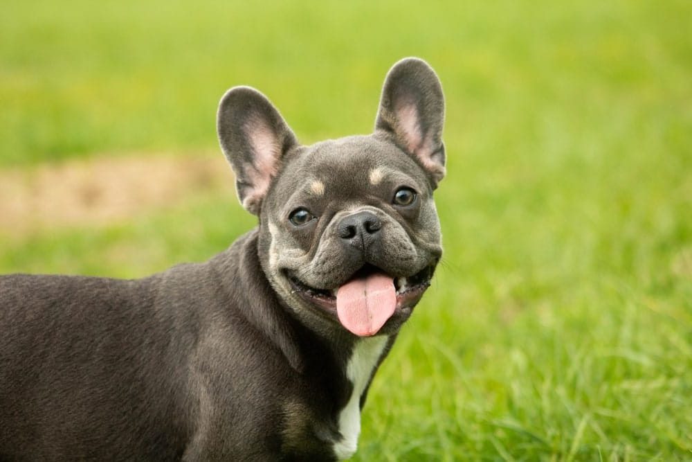 Pet Insurance for French Bulldogs | Free Online Quotes | Savvy