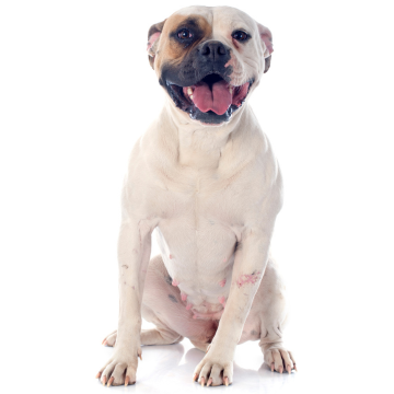 American Bulldog Pet Insurance | Compare Prices | Savvy