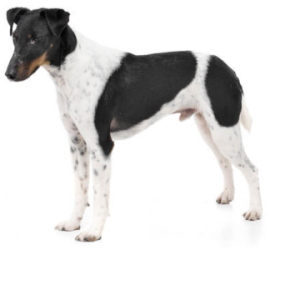 Fox Terrier (smooth coated)