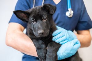 German shepherd pup at the vet