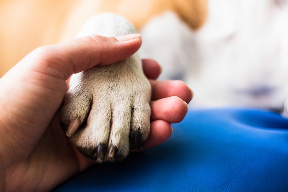 Pet owner holding dog paw
