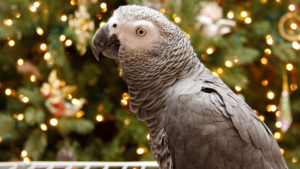 Pet bird at Christmas
